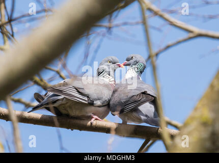 Pair of Common Wood Pigeons (Columba palumbus) courting while perched on a branch in Spring in West Sussex, UK. Couple of pigeons kissing in a tree. Stock Photo