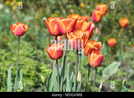 2 tone orange red Garden Tulips (Tulipa gesneriana, Didier's tulip) blooming in Spring in the UK. Stock Photo