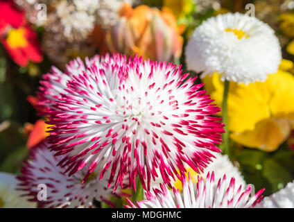 Bellis perennis ‘Habanera White with Red Tips’ red and white tipped (English Daisy, Lawn Daisy) dasies from the Habanera series in Spring in the UK. Stock Photo