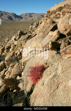 Ferocactus cylindreus among the stones, Cacti with red prickles among stone rocks Stock Photo