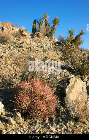 Echinocactus polycephalus, Cottontop Cactus, Many-headed Barrel Cactus, Mojave Desert Joshua Tree National Park, California Stock Photo