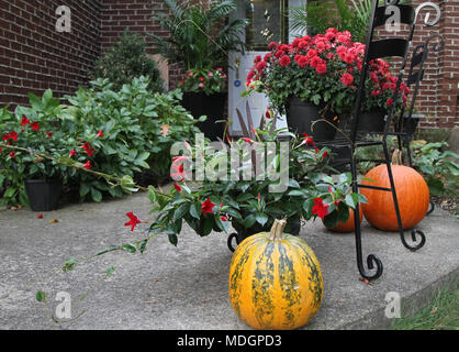 Colorful flowers and various types of pumpkins on display Stock Photo