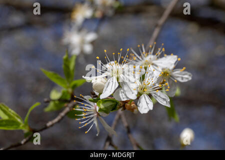 Cherry plum tree blossoms (Prunus cerasifera) in April Stock Photo