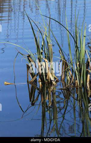 reeds reflected in glassy blue lake surface Stock Photo
