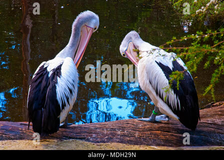 Australian pelicans (Pelecanus conspicillatus)  in the Lake Stock Photo
