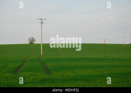 Green hilly field with telegraph poles and cables and lone tree in the background Stock Photo