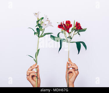 Two female hands with rings on fingers holding flowers on white background. Stock Photo