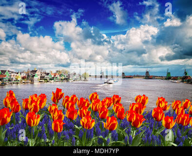 traditional Dutch windmills of Zaanse Schans over river Zaan with tulips, Netherlands Stock Photo