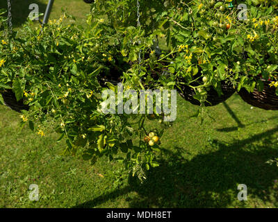 Hanging Tomato Plants In Garden Surrey England Stock Photo