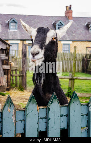 Goat peering over a blue painted fence; Beamish, County Durham, England Stock Photo