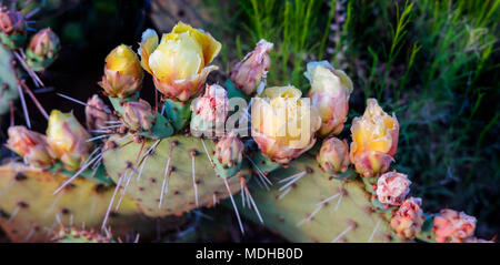 Flowers blossoming on a Prickly Pear Cactus plant (Opuntia violacca) in late spring; Sedona, Arizona, United States of America Stock Photo