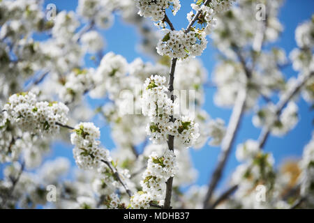 Close-up of a tree flowering with clusters of small, white blossoms and a blue sky in the background, Forsythia Festival; Cabbagetown, Ontario, Canada Stock Photo