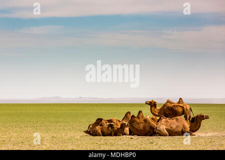 Camels on the Gobi Desert;  Ulaanbaatar, Ulaanbattar, Mongolia Stock Photo