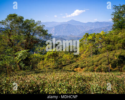 Kambal Tea Garden; West Bengal, India Stock Photo