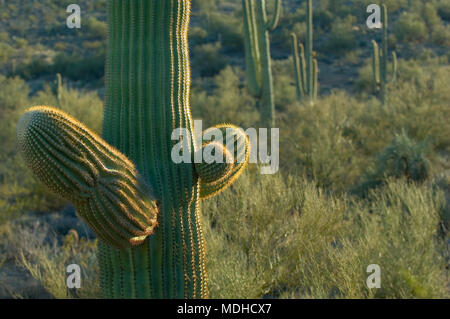 A wide angle, from below perspective of a Saguaro cactus. Stock Photo