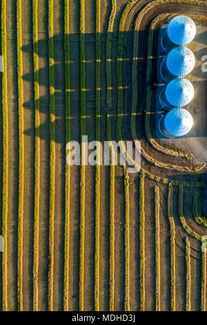 View from directly above of four large metal grain bins and canola harvest lines at sunset with long shadows; Alberta, Canada Stock Photo