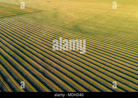 Aerial views of canola harvest lines in a cut field; Blackie, Alberta, Canada Stock Photo