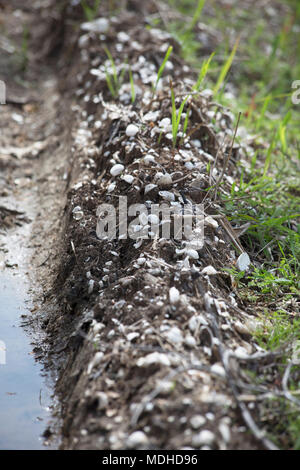 Ridge of dead, white mussels and dried mud Stock Photo