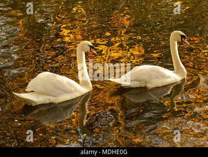 Swans on Bolam Lake in autumn with the golden foliage reflecting on the surface of the water; Northumberland, England Stock Photo