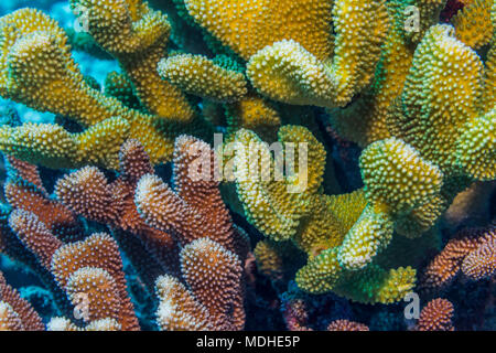 Colors of Antler Coral (Pocillopora grandis (formerly Pocillopora eydouxi)) vary according to the color of its symbiot. A single coral head may con... Stock Photo