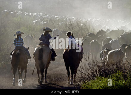 Young cowgirls chatting while driving cattle on a West Texas ranch Stock Photo