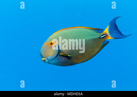 An Eyestripe Surgeonfish (Acanthurus dussumieri) swims by in the bright blue Pacific Ocean water off the Kona coast Stock Photo