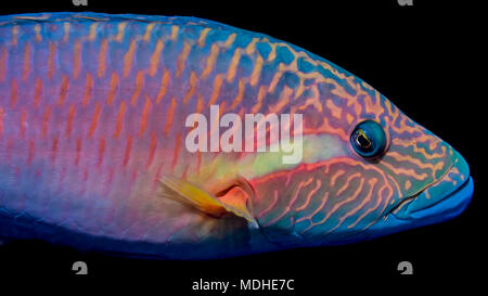 The vivid colors of a Ringtail Wrasse (Oxycheilinus unifasciatus) viewed in the Pacific Ocean off the coast of Kona Stock Photo
