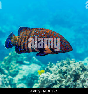 The Peacock Grouper (Cephalopholis argus) was deliberately introduced to Hawaii and is now considered an invasive species Stock Photo