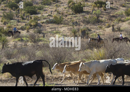 Cattle round-up before shipping on a West Texas ranch Stock Photo