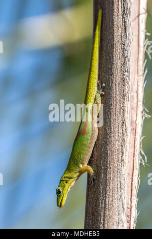 This gold dust day gecko (Phelsuma laticauda) resting on a palm tree was photographed on the Kona coast of the Big Island, Hawaii, where it is an i... Stock Photo