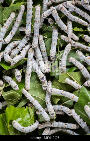 Silk worms at the Mulberry Silk Farm, Ban Li; Xiangkhouang, Laos Stock Photo
