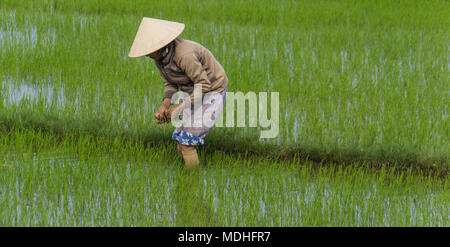 Vietnamese woman planting rice seedlings in the paddy fields in rural countryside Stock Photo