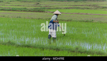 Vietnamese woman planting rice seedlings in the paddy fields in rural countryside Stock Photo