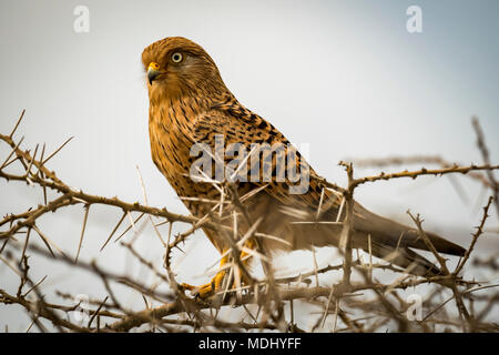 Black kite (Milvus migrans) perched in thorny acacia tree, Serengeti National Park; Tanzania Stock Photo