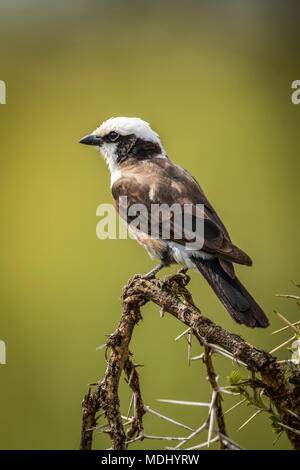 Northern white-crowned shrike (Eurocephalus rueppelli) facing left on branch, Serengeti National Park; Tanzania Stock Photo