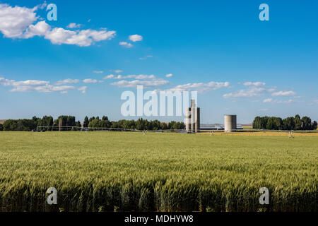 An irrigated barley field in early summer with grain silos in the background, Eastern Washington; Waitsburg, Washington, United States of America Stock Photo