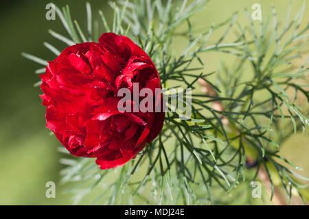 'Plena' Double Fernleaf Peony, Dillpion (Paeonia tenuifolia) Stock Photo