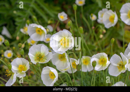Alpine Poppy, Alpvallmo (Papaver alpinum) Stock Photo