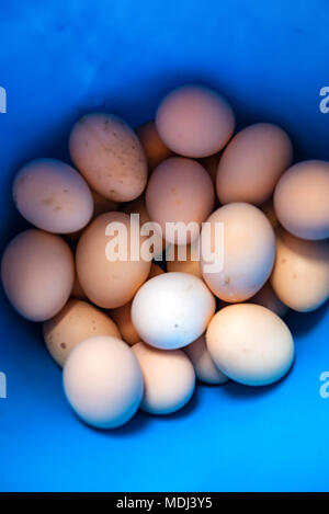 Pile of eggs on blue background Stock Photo