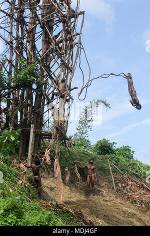 Pentecost, Republic of Vanuatu, July 20, 2014: Traditional land diving ritual (Nangol) with vines tied to their feet, origin of modern Bungee Jumping Stock Photo