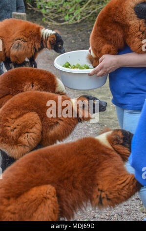 Zookeepers Feed the Red Ruffed Lemurs At Artis Amsterdam The Netherlands Stock Photo