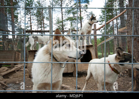 Siberian husky dogs in enclosure near Gallivare, Norrbotten County, Sweden Stock Photo