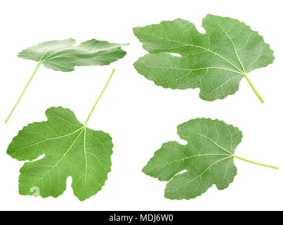 Fig leaf is isolated on the white background Stock Photo