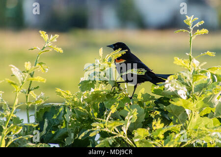 a redwing blackbird sitting in a bush watching the joggers Stock Photo