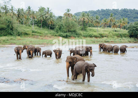 Elephants in the river. Sri Lanka. Group of elephants watering bathing in a tropical river Pinnawala. Animals. Stock Photo