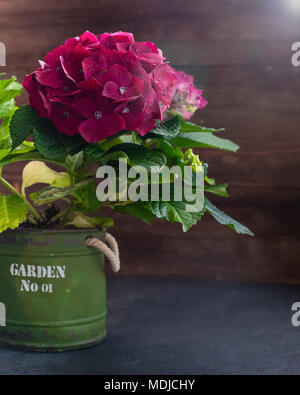Purple hydrangea in a vintage pot, isolated, with a copyspace Stock Photo