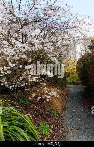 Early flowering cherry, Prunus incisa 'The Bride', overhangs a path at The Garden House, Buckland Monachorum, Devon, UK Stock Photo