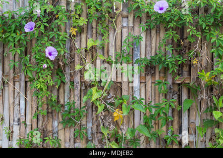 Full frame background of an old and aged bamboo fence with flowering vine plant. Stock Photo