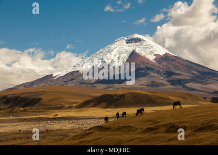Cotopaxi, an active volcano, at sunset with horses in the foreground Stock Photo