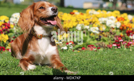Gravesend, United Kingdom. 20th April, 2018. A cockapoo named Pip sitting in front of colourful flowers in Gravesend. Gravesend in Kent is enjoying a baking hot day with high temperatures and bright sunshine. Gravesend often records the highest temperature of anywhere in the country. Rob Powell/Alamy Live News Stock Photo